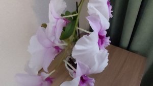 Дендрофаленопсис