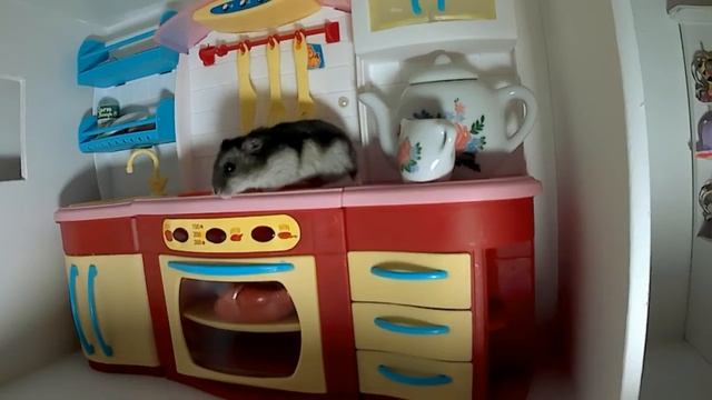 Хомяк Чипа показывает свой домик смотреть онлайн