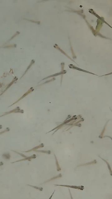 ウグイの稚魚 смотреть онлайн