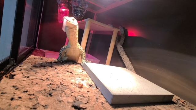 Feeding a quince monitor - Varanus melinus 給餌　イエローヘッドモニター　のルゥ смотреть онлайн