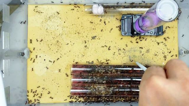 清理尼科巴弓背蚁蚁巢 Cleaning the ant nest of Camponotus ant смотреть онлайн