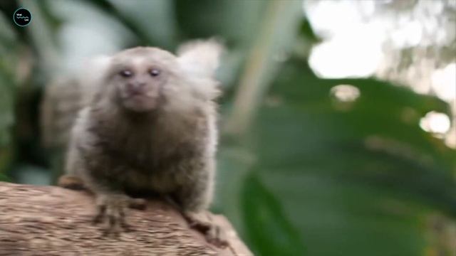 Cutest Monkeys | The Marmoset Monkey