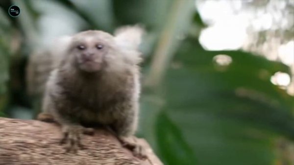 Cutest Monkeys | The Marmoset Monkey