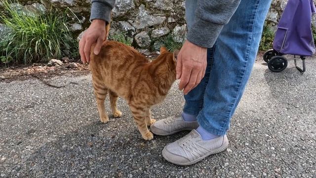 Cute cat slaps my camera with its paw and says give me food смотреть онлайн