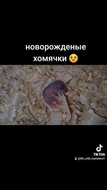 новорождённый малыш хомячек🥹 смотреть онлайн