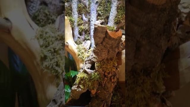 Poecilotheria metallica enclosure смотреть онлайн