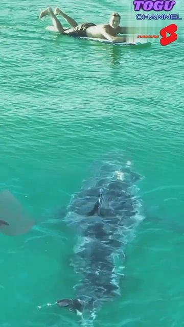 peselancar di laut didekati hiu смотреть онлайн