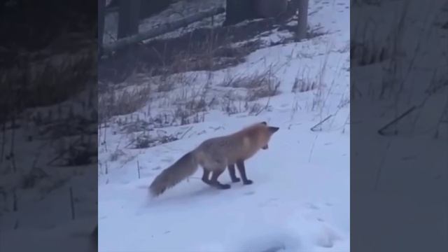 fox hunting #shots смотреть онлайн