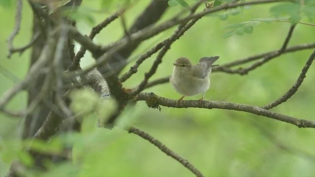 SUCCESS at the last minute || BIRD PHOTOGRAPHY in the forest - cuckoo смотреть онлайн