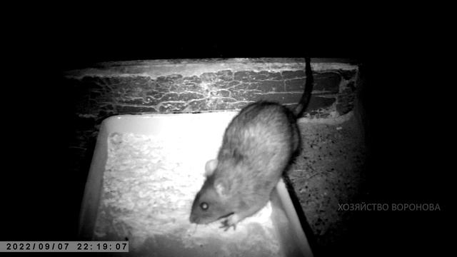 Крысы любят муку. Жируют в выгуле смотреть онлайн