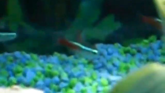 64 Litre tropical tank смотреть онлайн