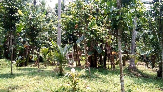 Vlog # 55 Farm lot for sale 2hectaras cabuyew,nagcarlan laguna Philippines смотреть онлайн