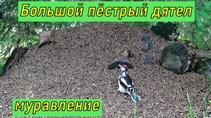 Большой пёстрый дятел. Муравление.