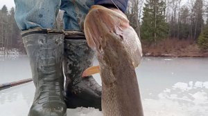 Ловля щуки дедовским методом. Удача улыбнулась. Влетел монстр.