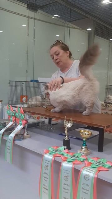 IVORY 8 месяцев на Выставке Кошек в Москве#shorts смотреть онлайн