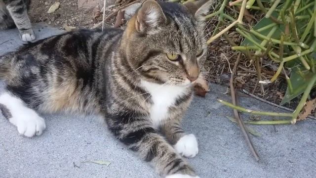 Кошка, довольная жизнью 🐈 The Happiest Cat in the World!!! смотреть онлайн