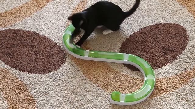 Cat vs Catit Sences . Katy and Alaska смотреть онлайн