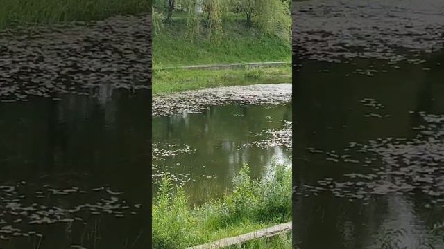 Кваканье лягушек на пруду смотреть онлайн