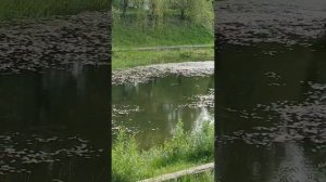Кваканье лягушек на пруду