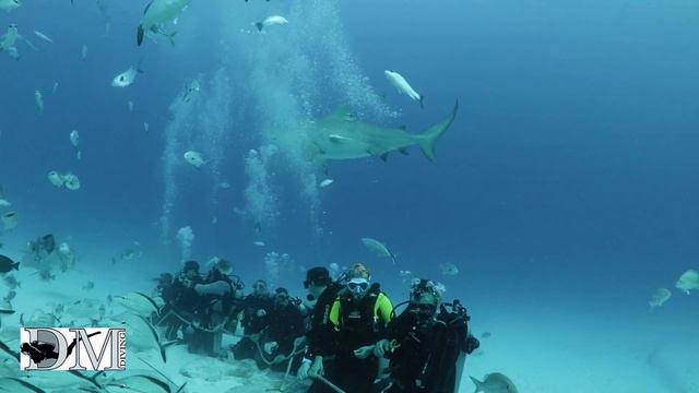 Кормежка акул смотреть онлайн