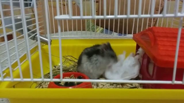 Порву тебя, как Мася ватный диск) смотреть онлайн
