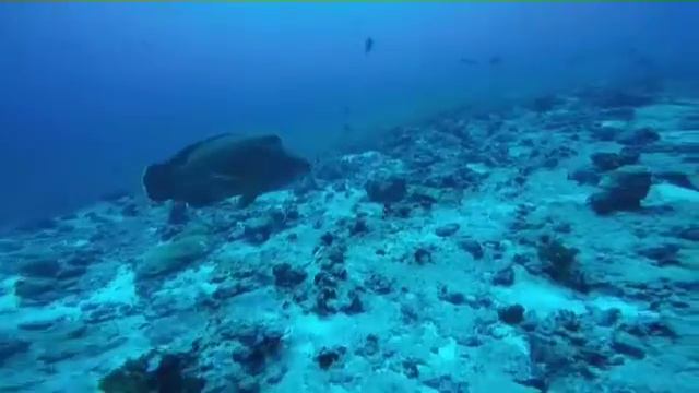 Tuamotu shark blues смотреть онлайн