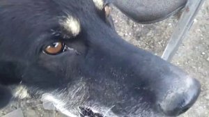 ЕСТЬ ТАКАЯ БОЛЬШАЯ СОБАКА ПО КЛИЧКЕ РЕКС!