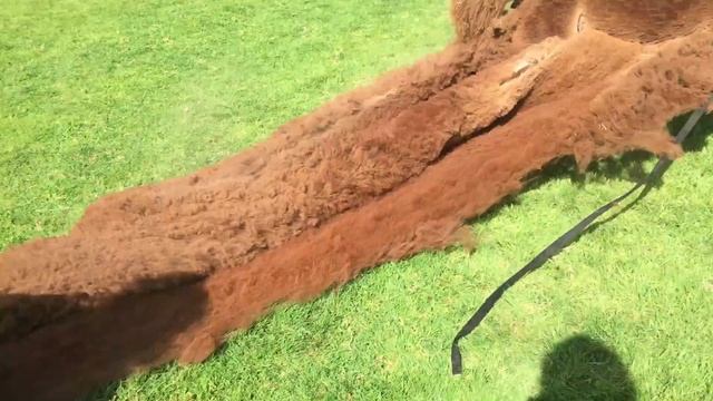 Alpaca under attack - What do they do to defend themselves? смотреть онлайн