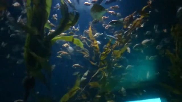 Океанариум. Валенсия . Испания смотреть онлайн