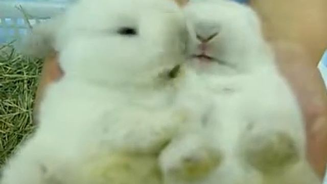 Кролики смотреть онлайн