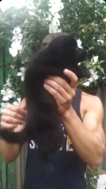 Щенки Шипперке смотреть онлайн