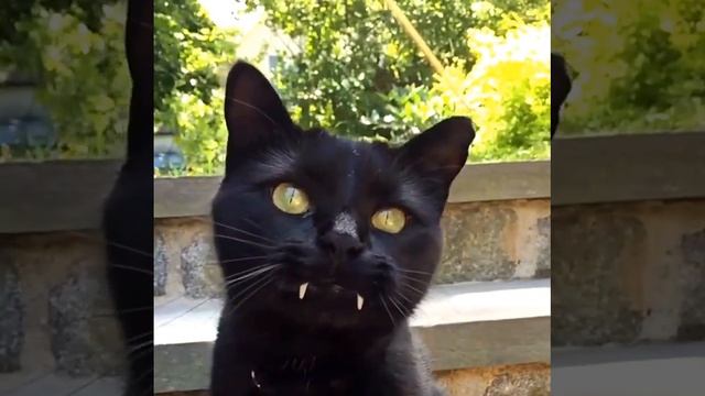 Осторожно: Кот Бегемот! -1