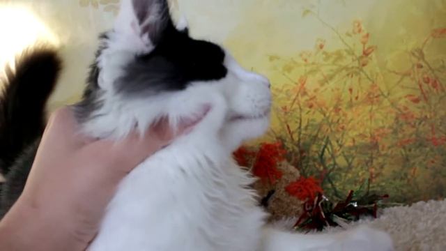 HoneyDevil PALERMO смотреть онлайн