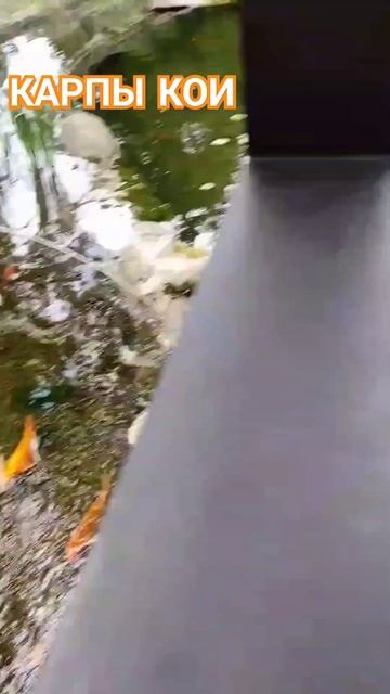 Парчовый КАРП| Карпы КОИ смотреть онлайн