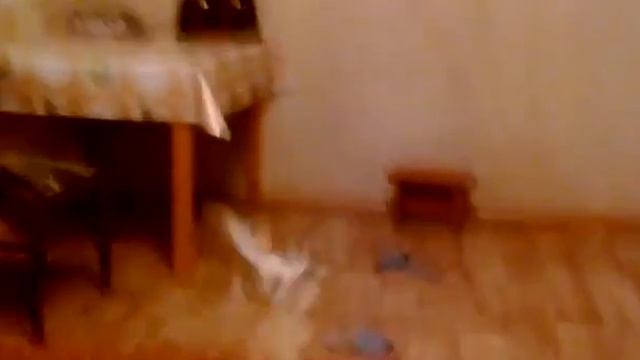 Котёнок акробат дома 2016 год смотреть онлайн