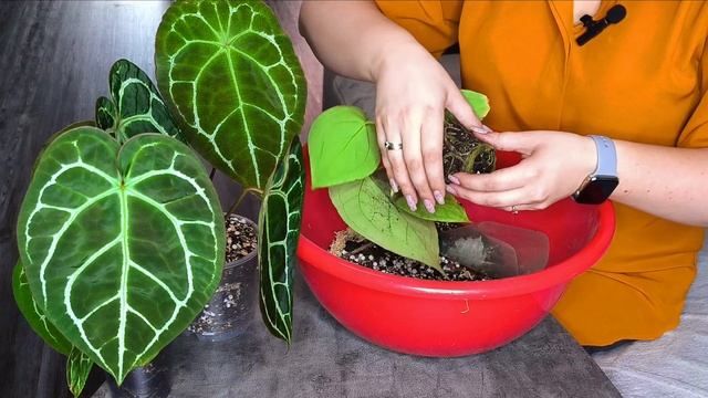 Пересаживаю антуриумы/Как выросли за 2 месяца?😱/Чем удобряю? Forgetii, Silver Blush, Crystallinum смотреть онлайн