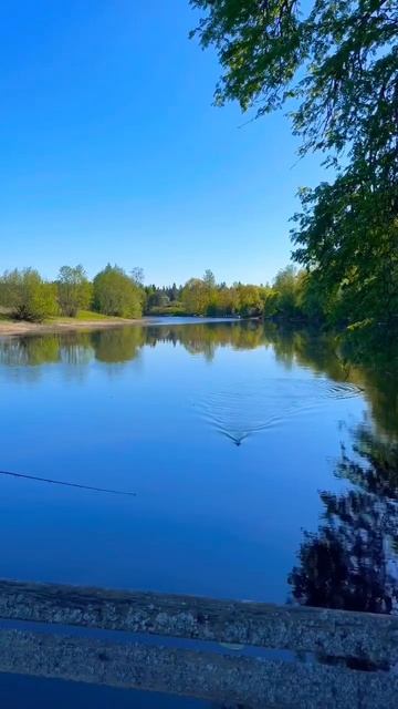 Красноперка на Rigge 35SS смотреть онлайн