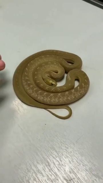 snake video status смотреть онлайн