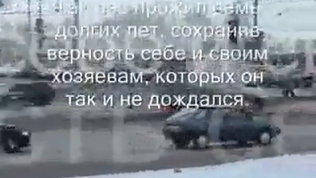 Russkij Hatiko pro sobachku kotoraya zhdala hozyaev 7 let (Tol'yatti).240.mp4 смотреть онлайн
