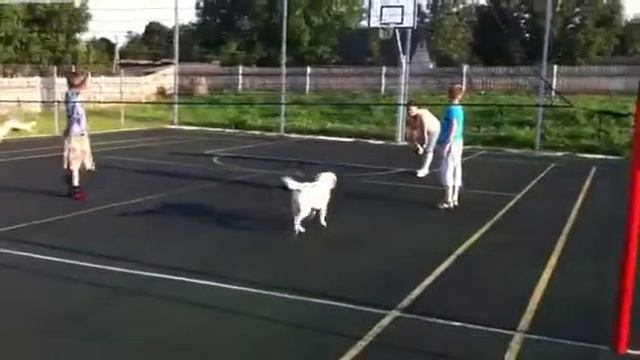 Eseniy играет в валейбол смотреть онлайн