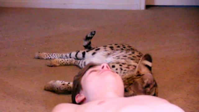 How To Get a Serval - Friendship смотреть онлайн