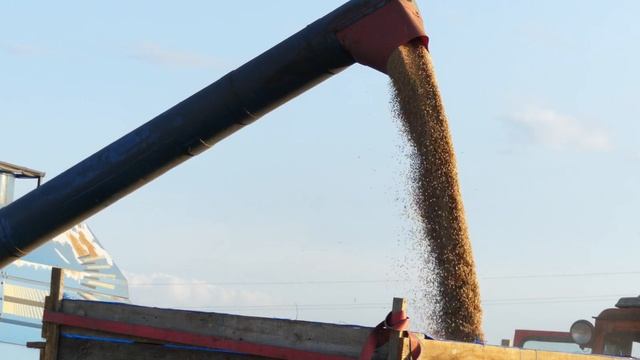 Żniwa 2019 ☆ Bizon BS Z110 смотреть онлайн