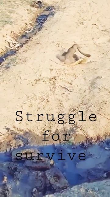 viral crazy fight snake and mongoose #viral #shorts #trendytariq #fyp #snake #mongoose #reptiles смотреть онлайн