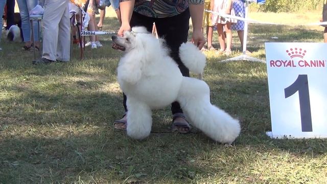 404 CACIB,, Уральские зори- 22.08.2021.Челябинск. смотреть онлайн