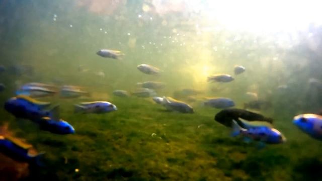 Malawi Cichlid DEMO pool 1 (Otopharynx lithobates Zimbawe Rock) смотреть онлайн