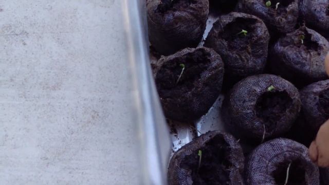 Hibiscus + Camellia from Seed смотреть онлайн