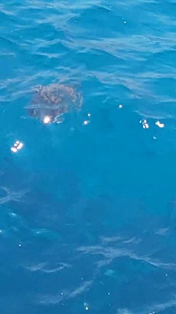 Sea Turtles In CYPRUS 🇨🇾 смотреть онлайн