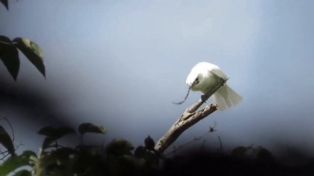 White Bellbird Sound