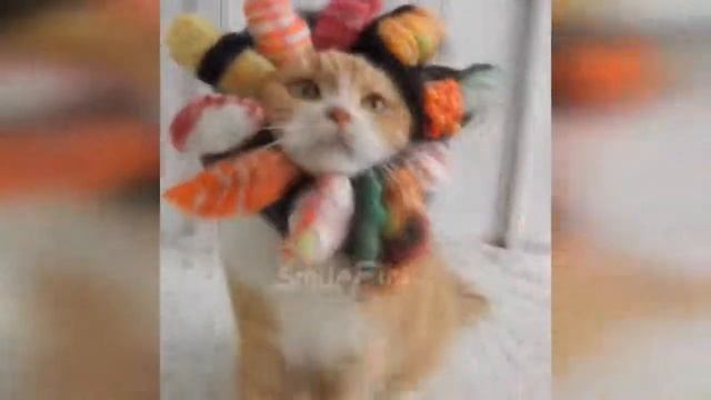 КОШКИ 2019 Смешные Коты 2019 приколы про котов с котами ДО СЛЁЗ Funny Cats смотреть онлайн