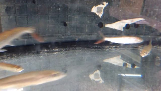 Hydrocynus forskalii African Tiger Fish смотреть онлайн